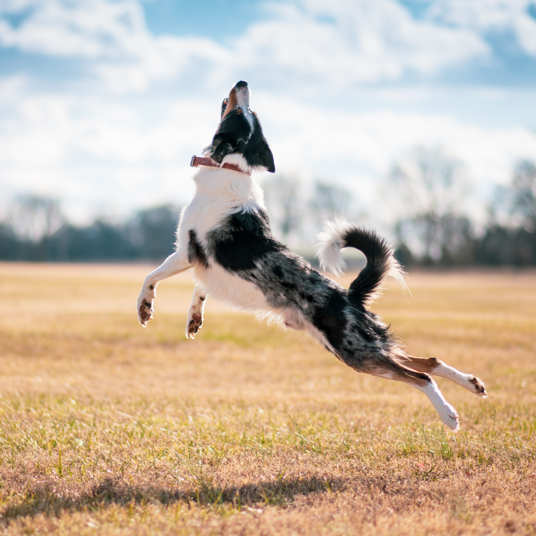 Gelenke Hund unterstützen