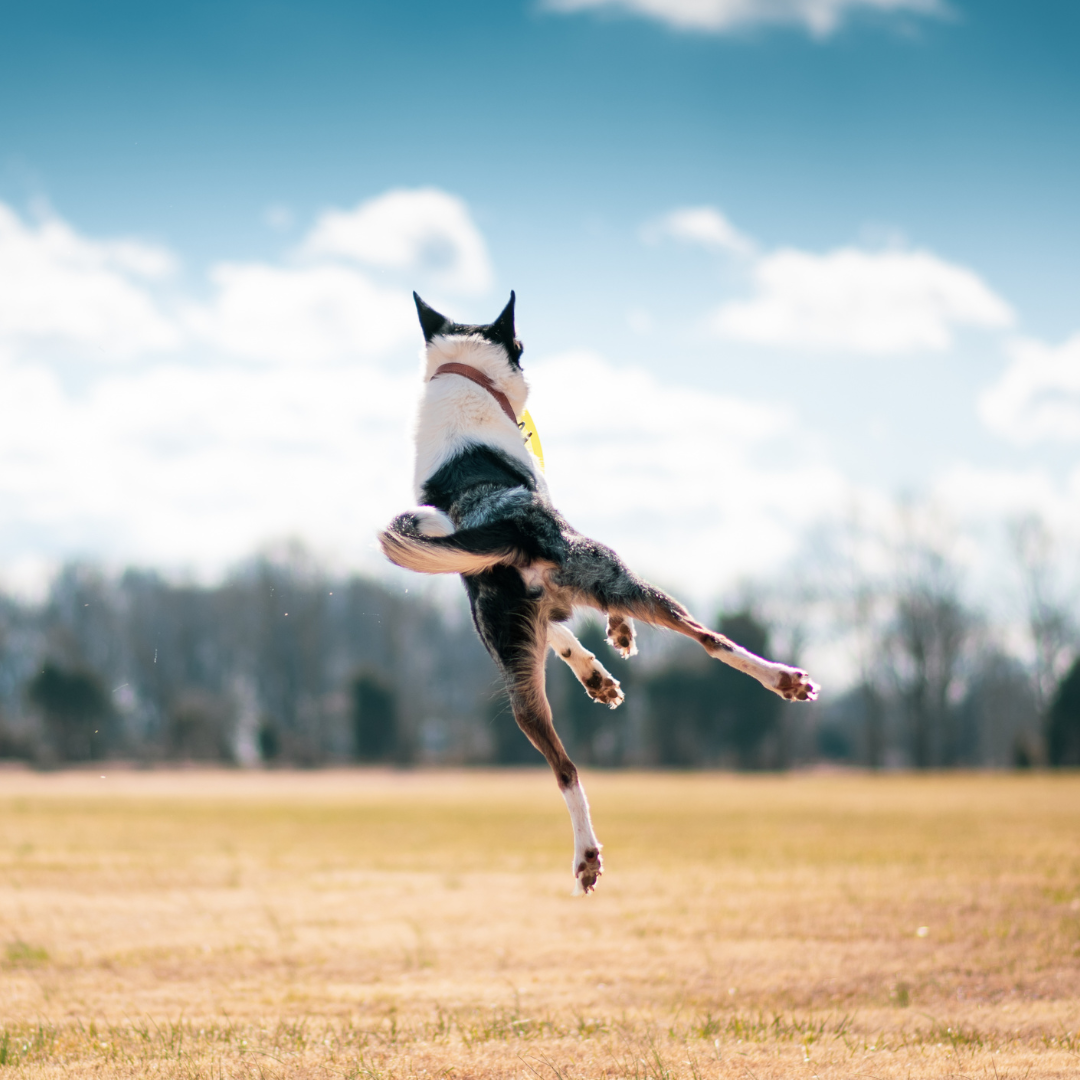 Gelenkpulver für Hunde