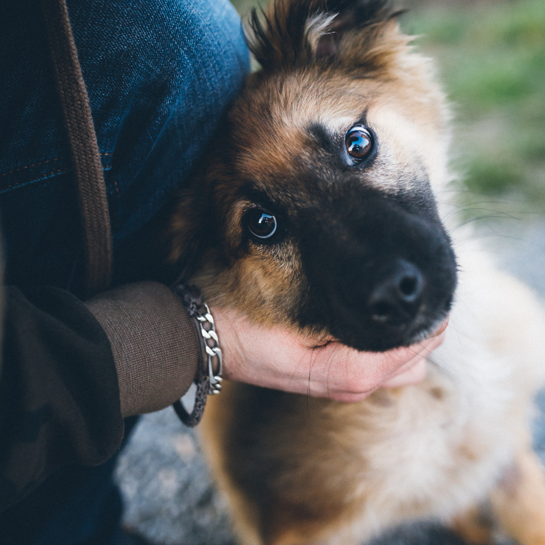 Gestresster Hund beruhigen