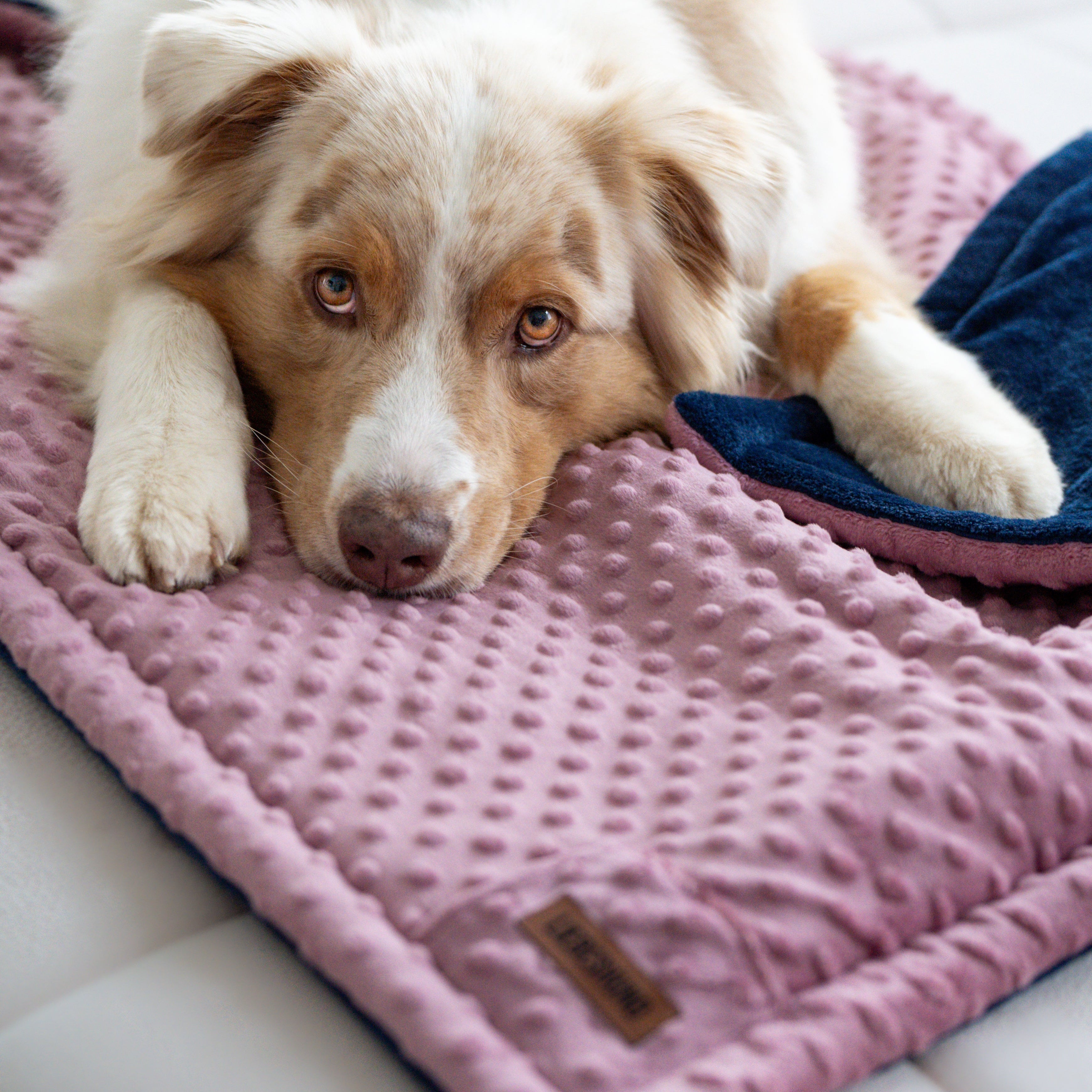 LIEBESHUND-DECKE-FRIDOLIN