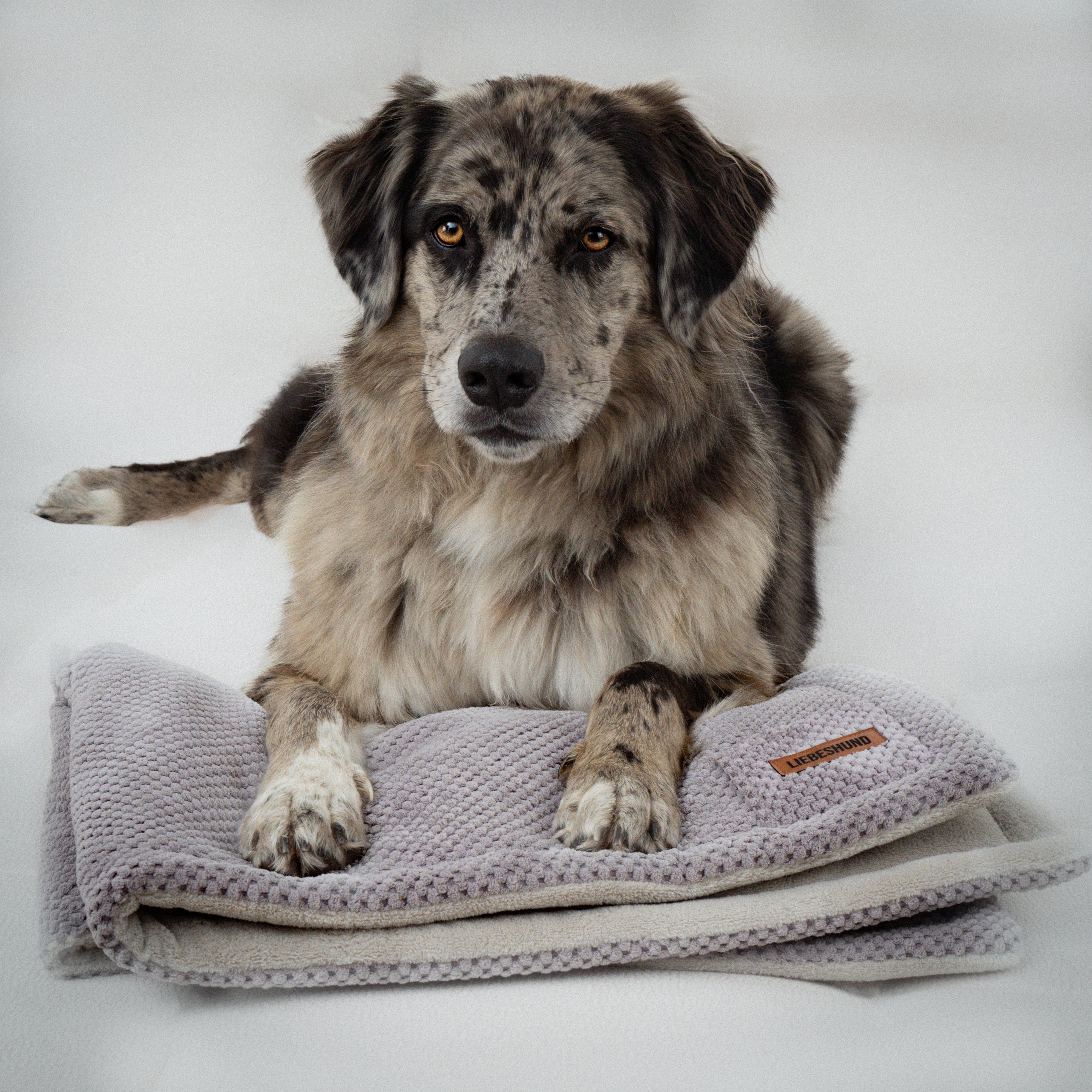 Hundedecke “GUSTAV”