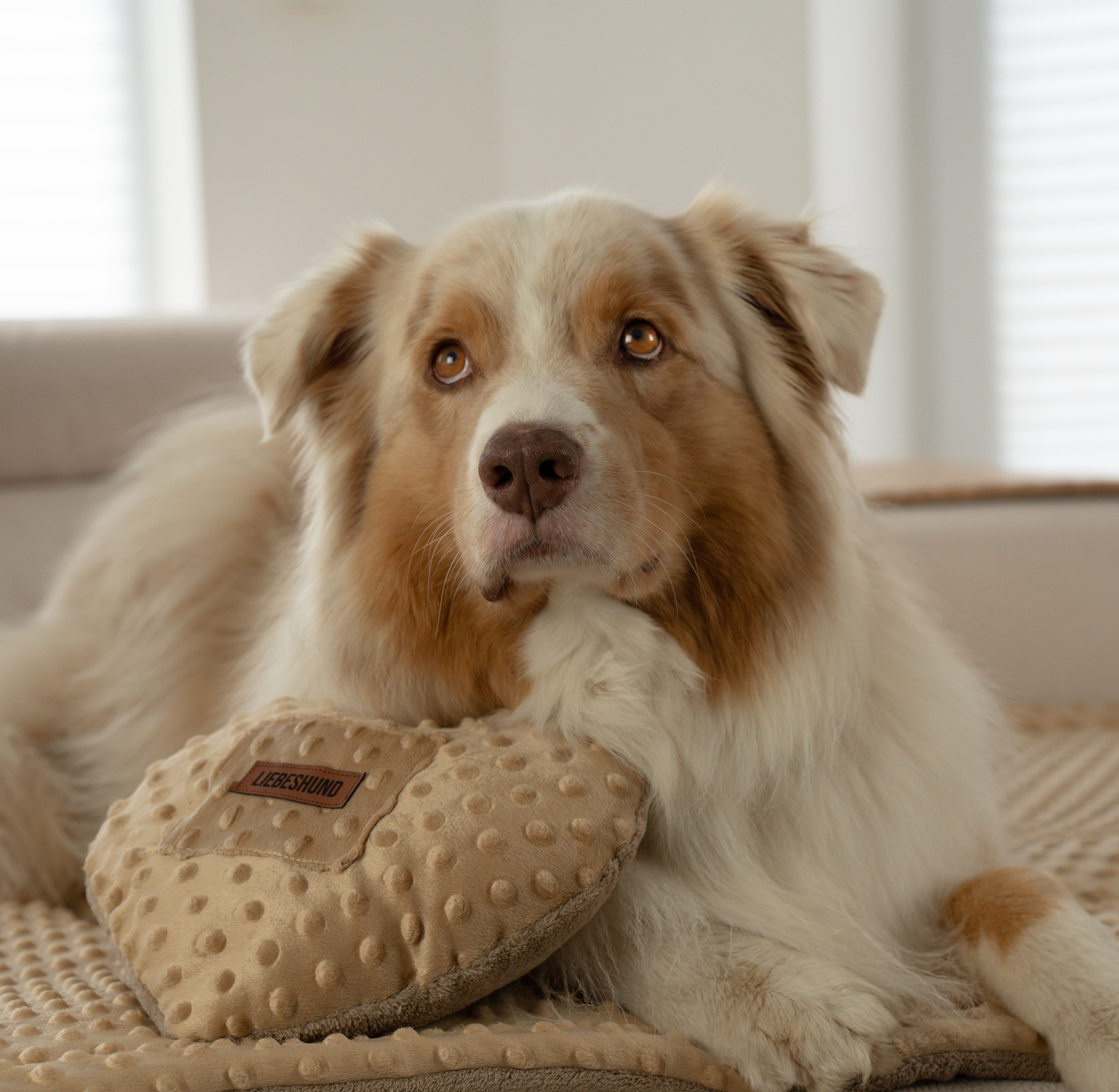 Hundekissen “FREDA”