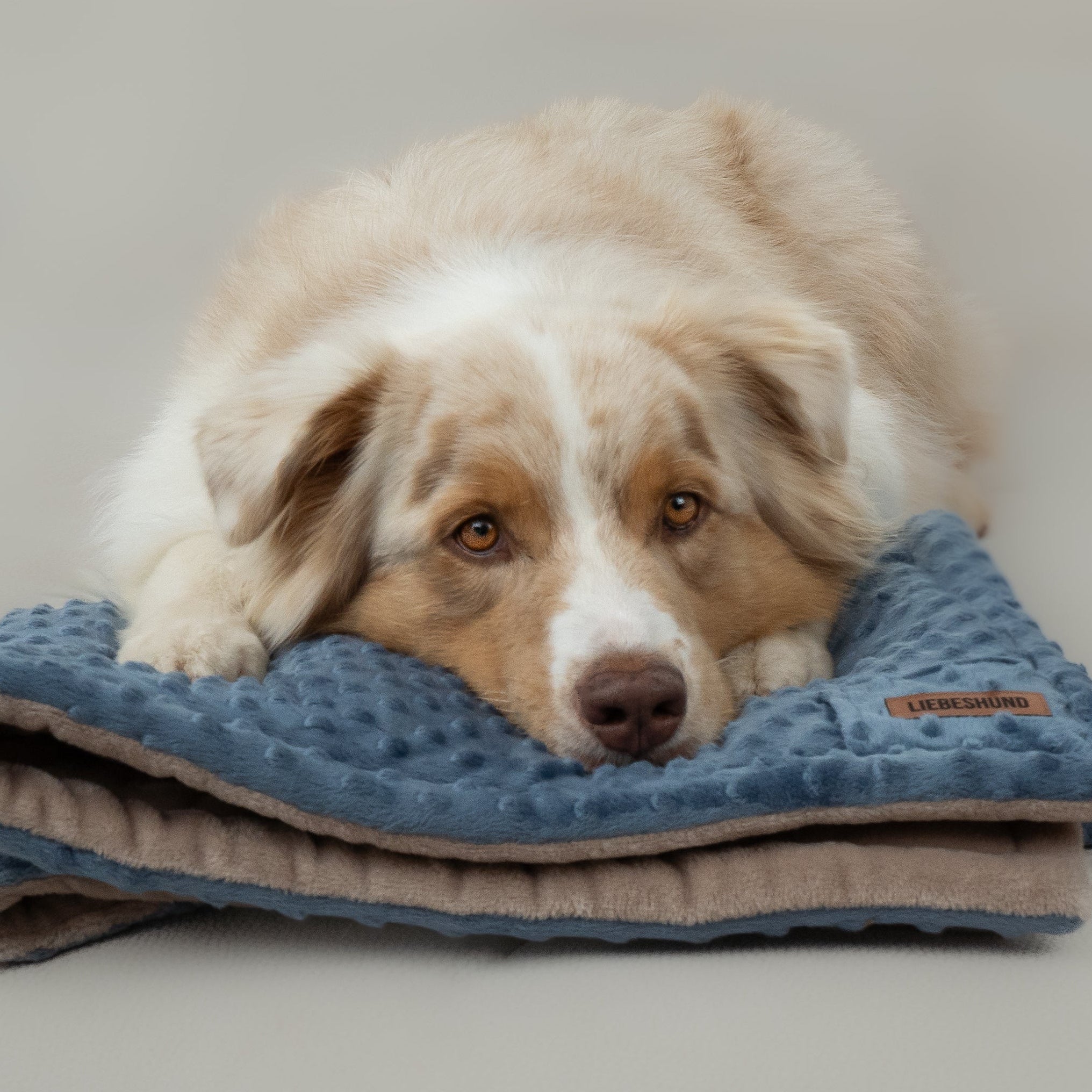 LIEBESHUND DECKE ALBERT