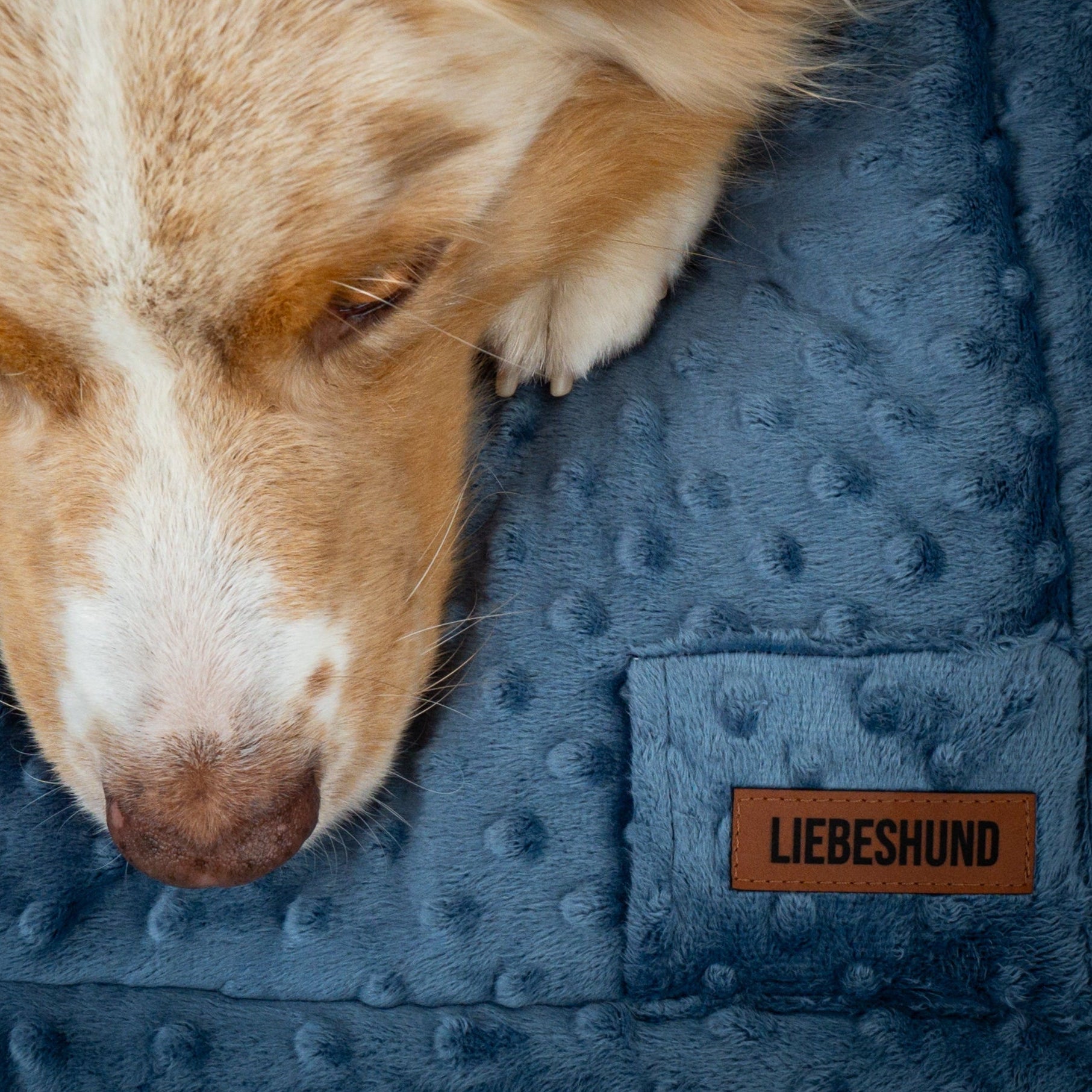 LIEBESHUND DECKE ALBERT 2