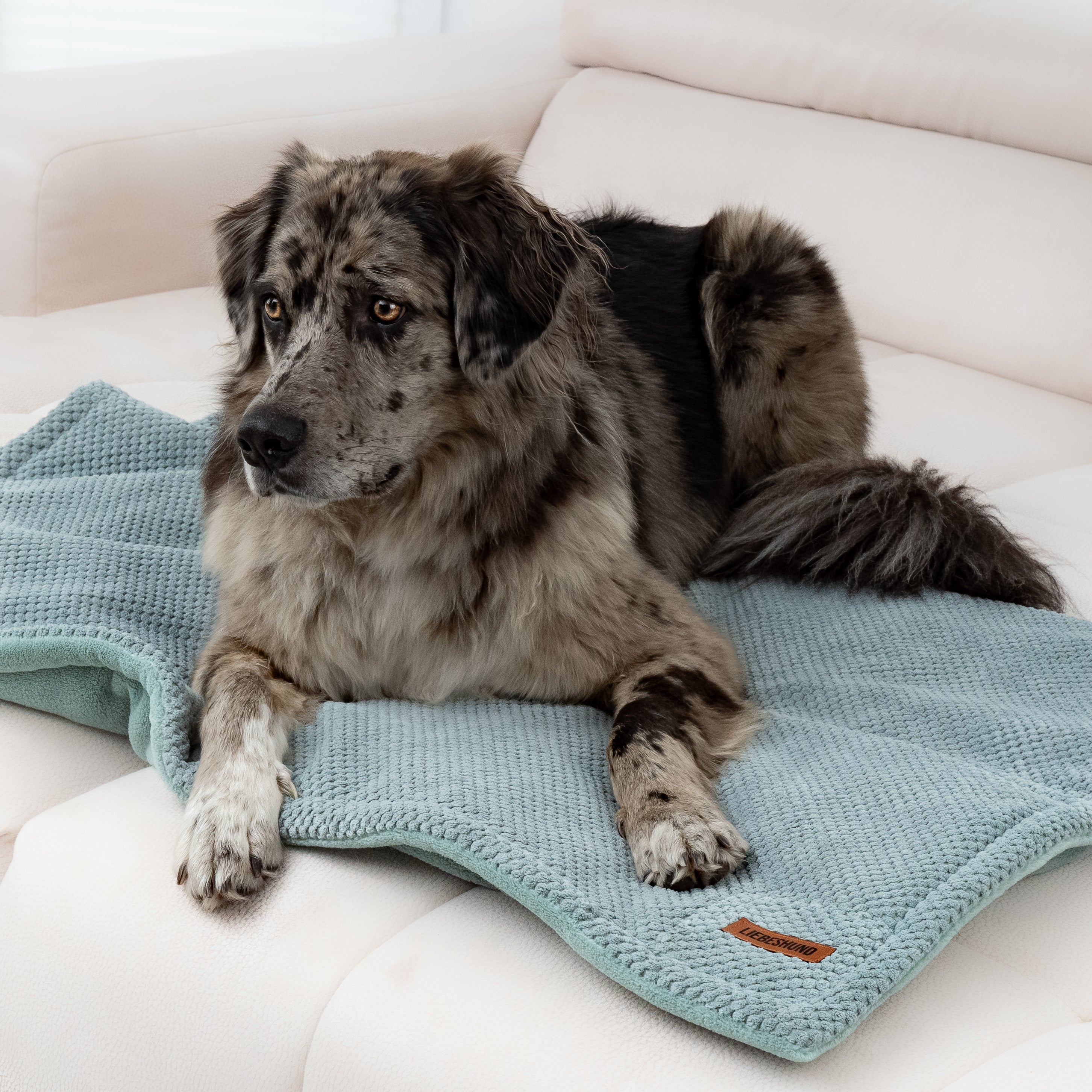 LIEBESHUND DECKE FERDINAND