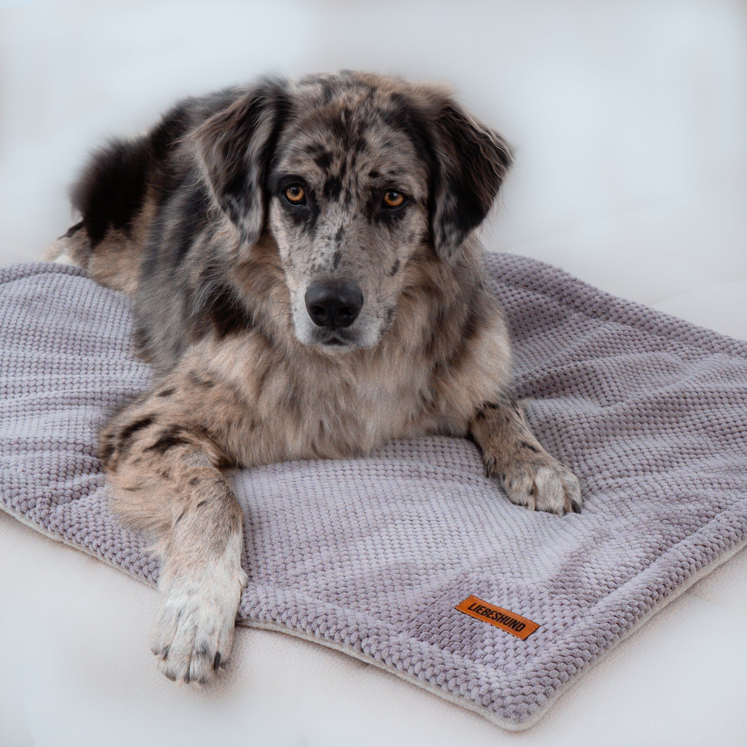 LIEBESHUND DECKE GUSTAV