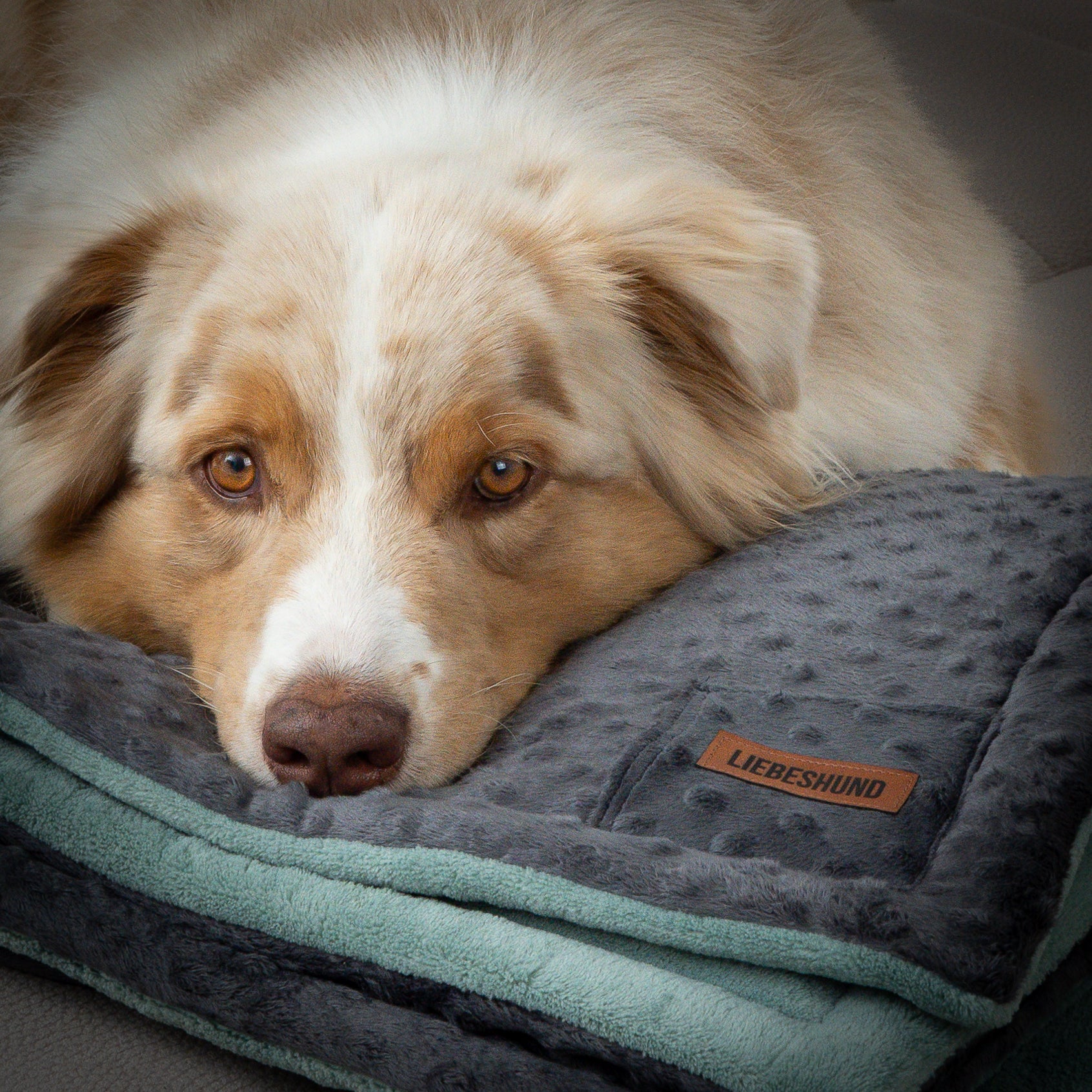 LIEBESHUND DECKE HUBERTUS 1