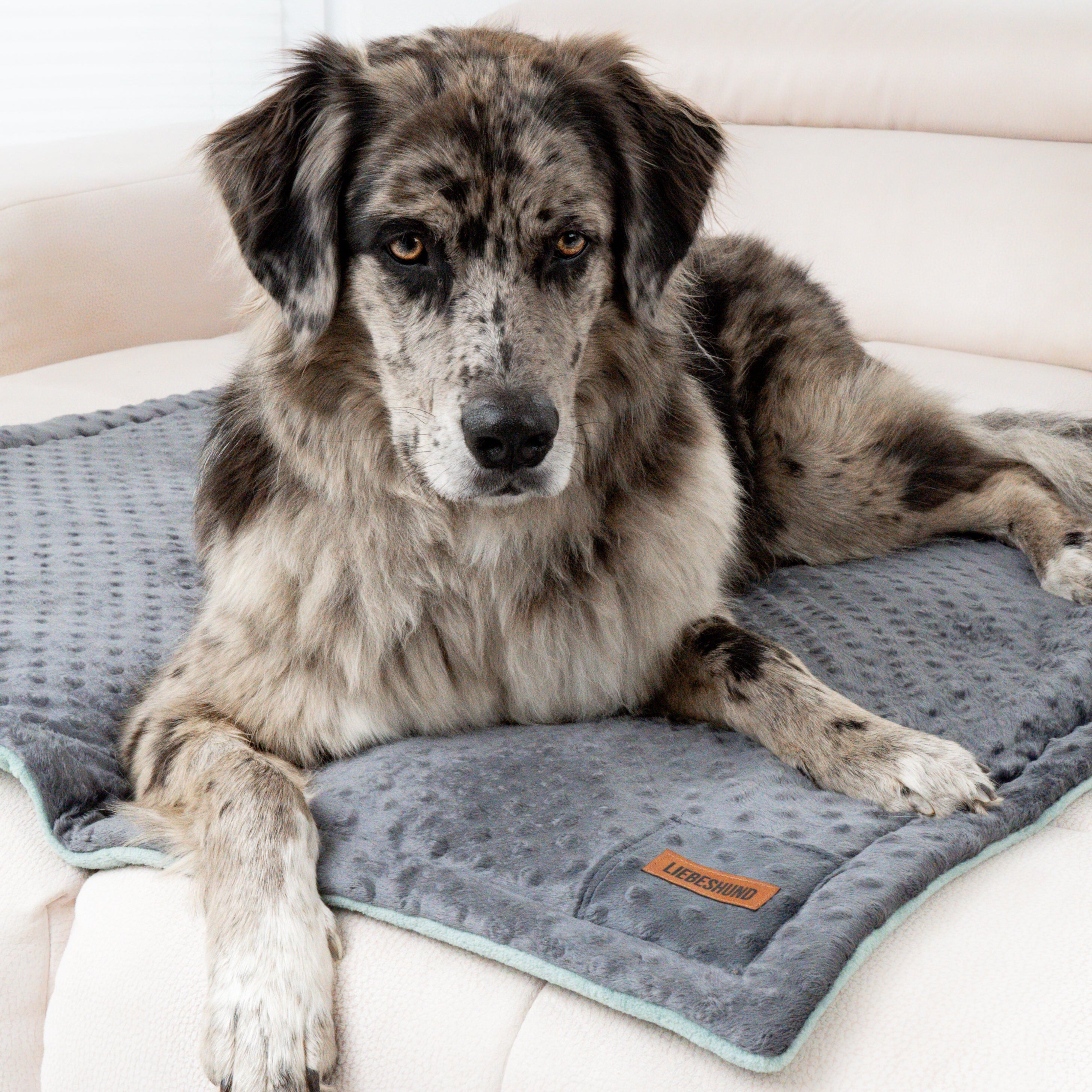 LIEBESHUND_DECKE_HUBERTUS_2