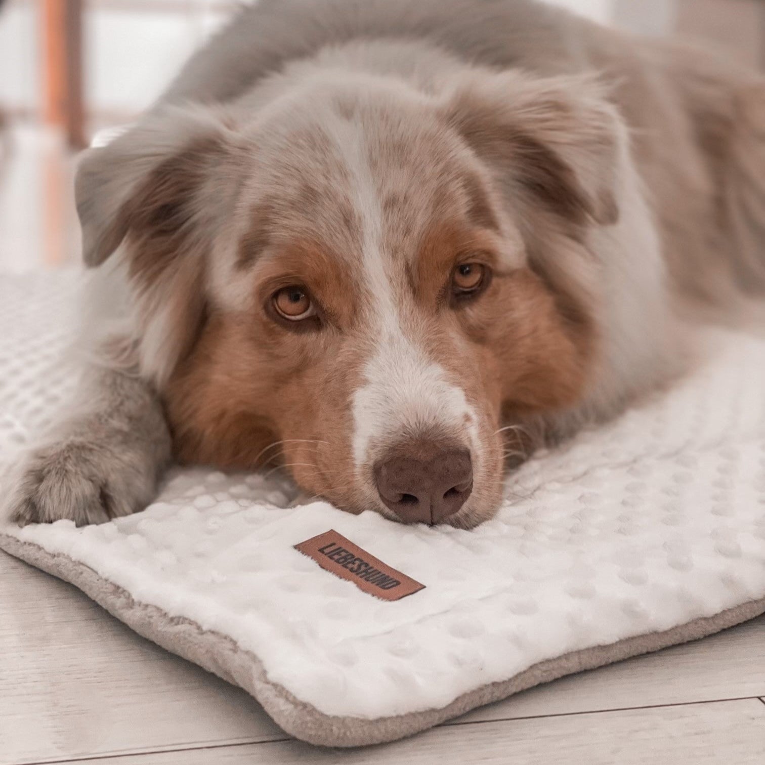 LIEBESHUND DECKE SIGMAR