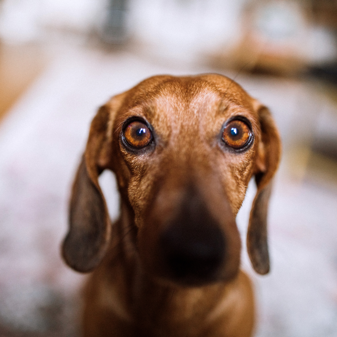 ANGSTHUND - was hilft wirklich?