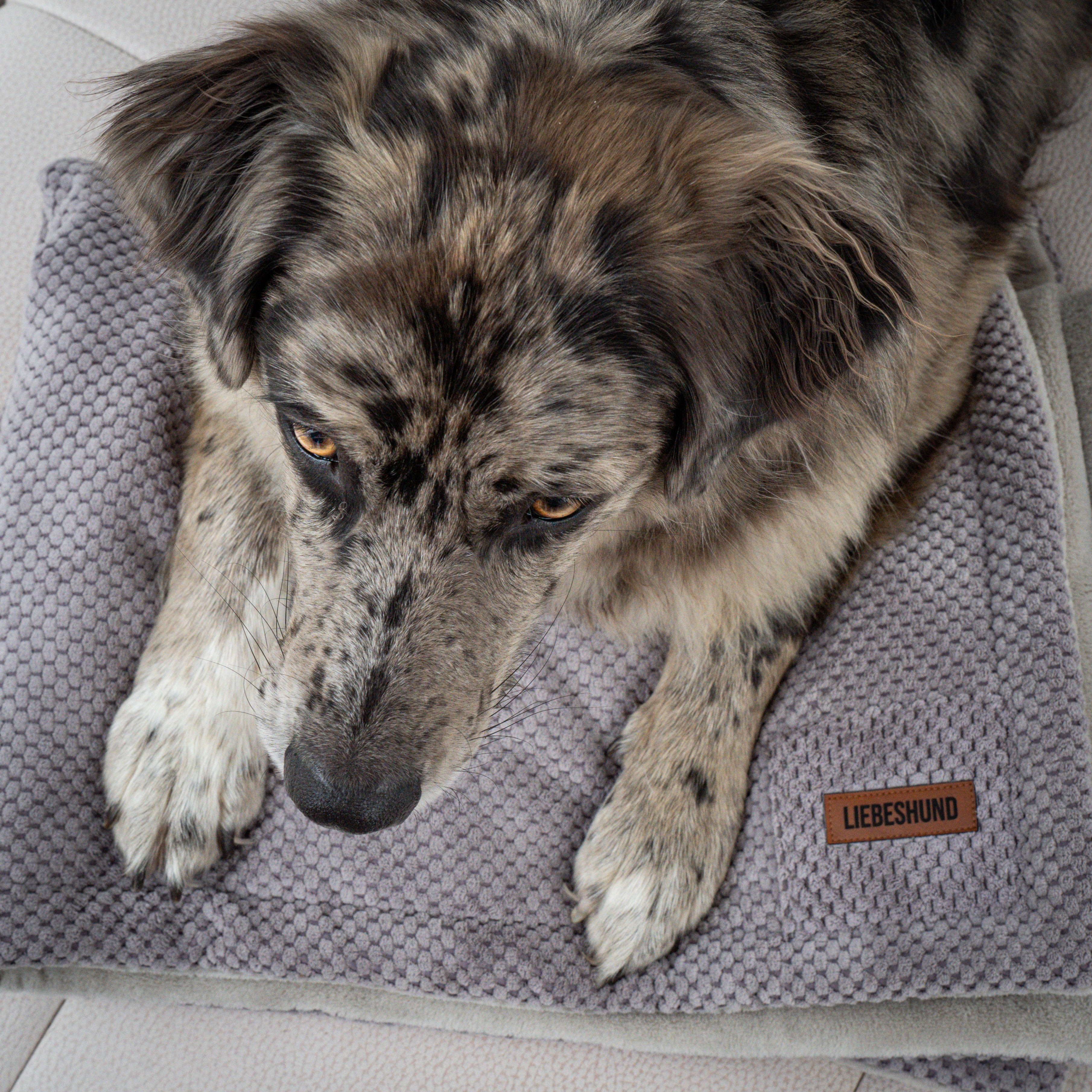 Hundedecke “GUSTAV”