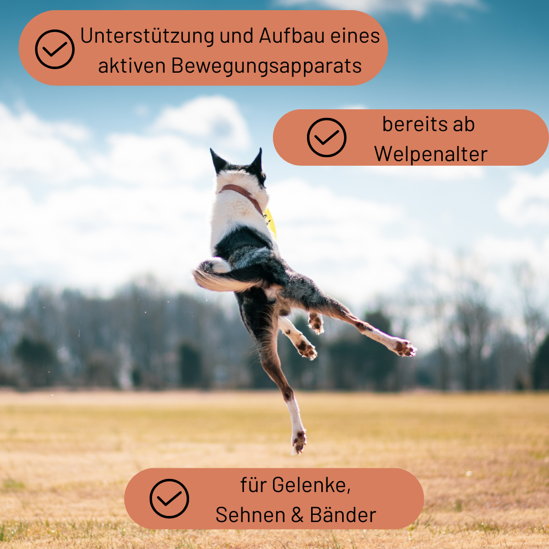 Bewegungsfreude Bundle
