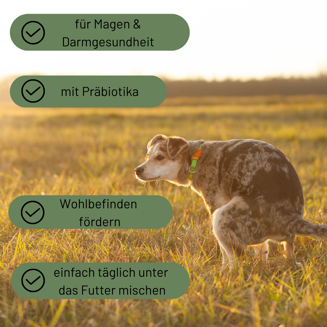 Darmglück Bundle