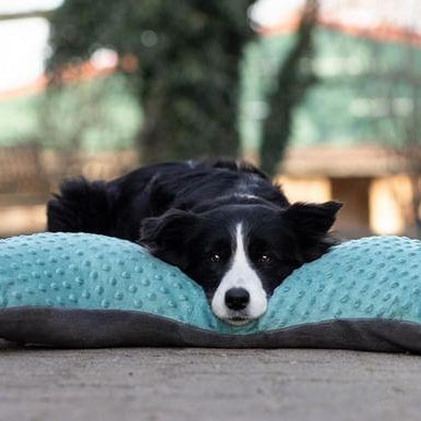 LIEBESHUND Hundekissen PRAYA 2